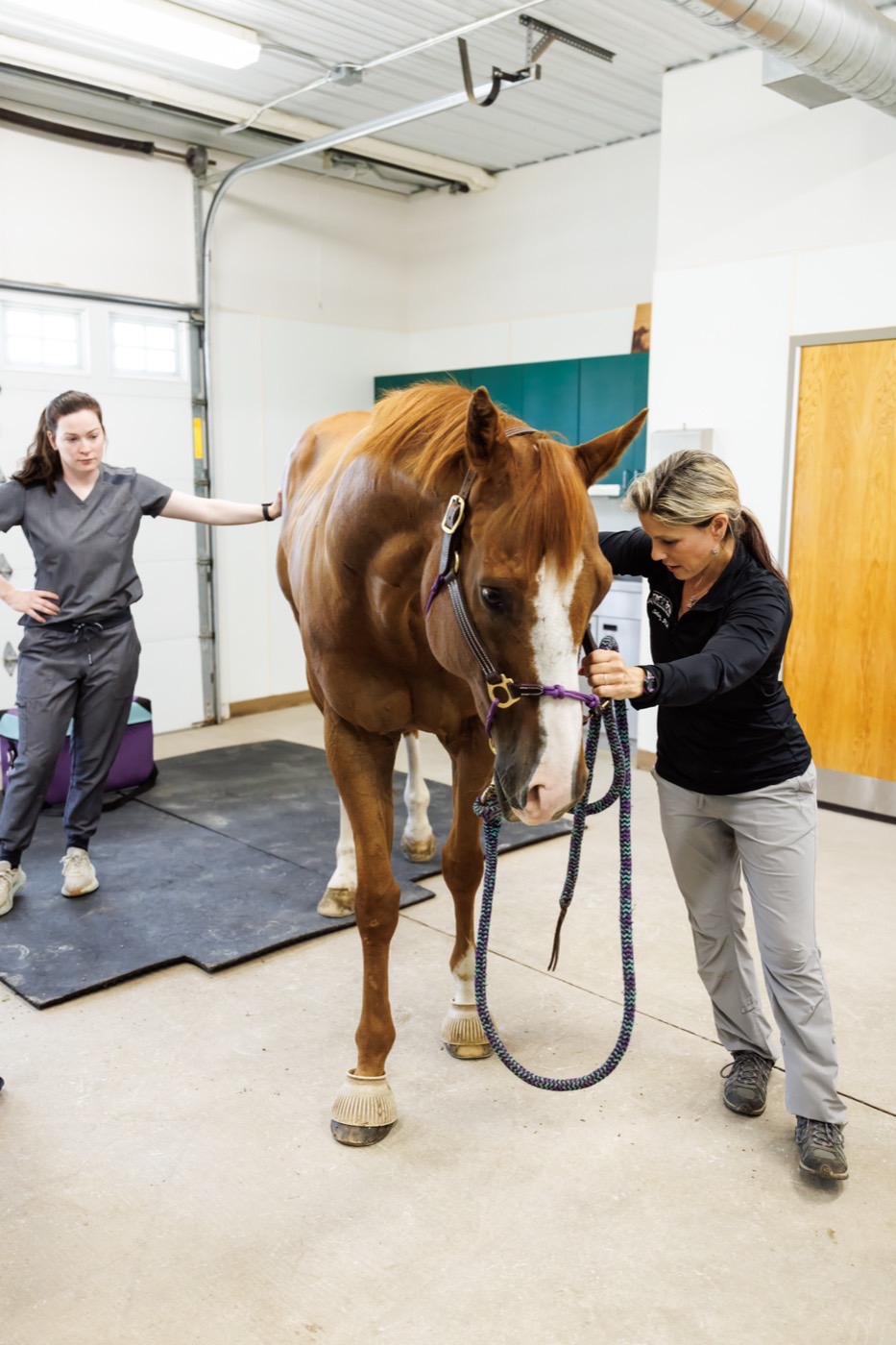 Assessing a horse&rsquo;s posture and movement in the treatment bay