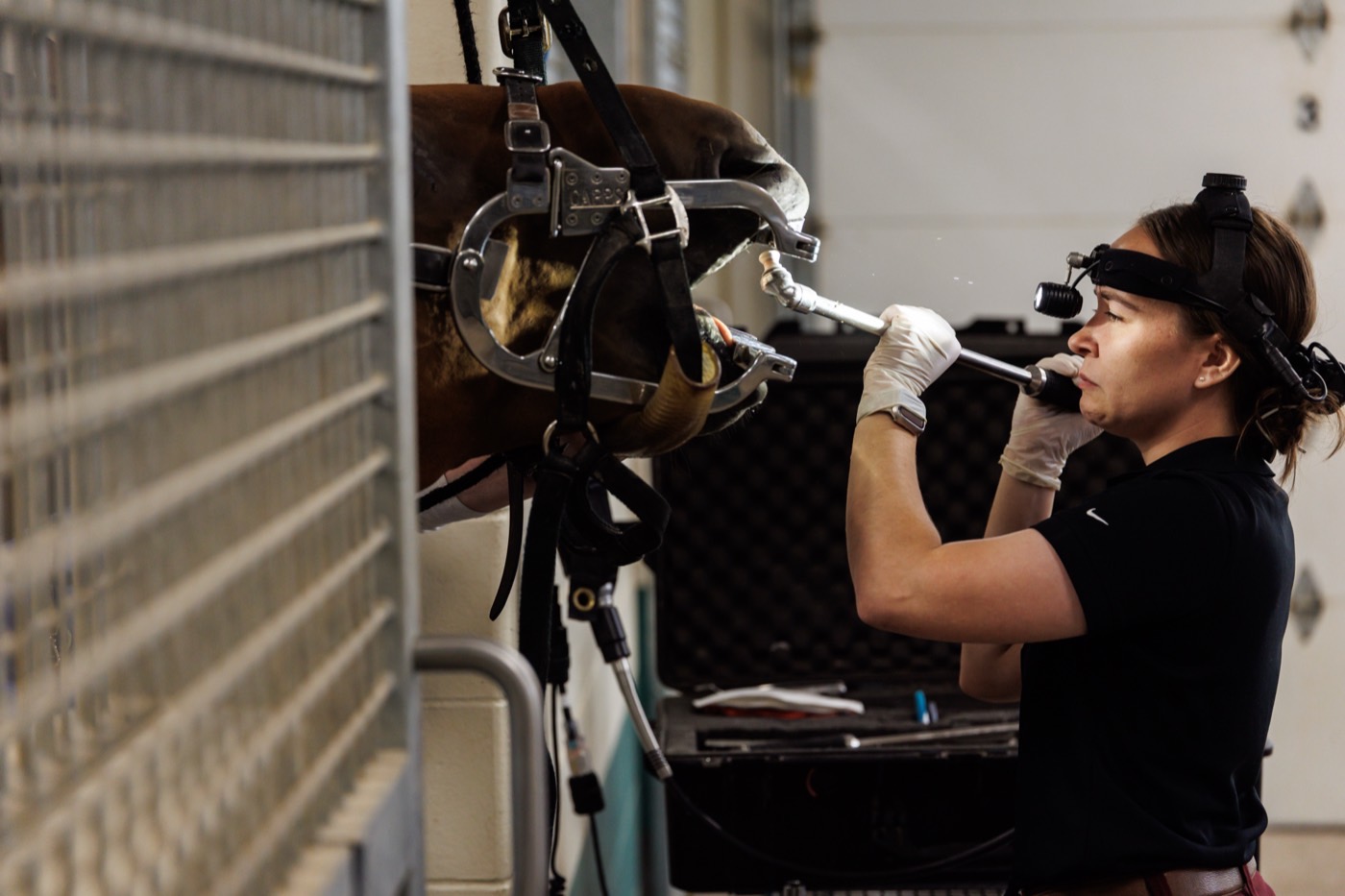 A veterinarian working with a headlamp during a dental float