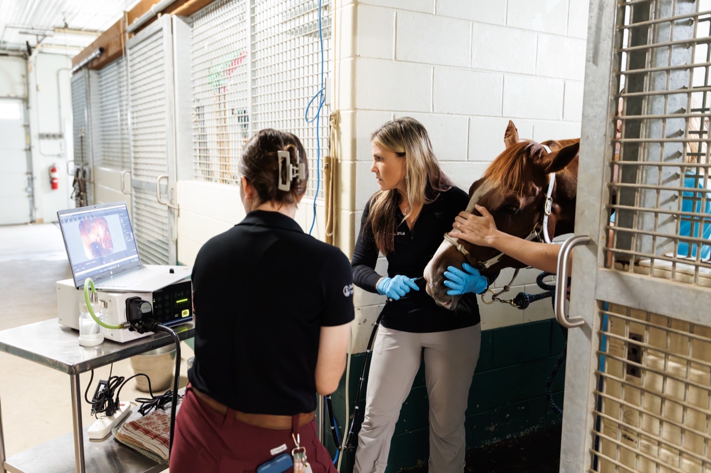 Passing a flexible endoscope into a horse&rsquo;s nostril