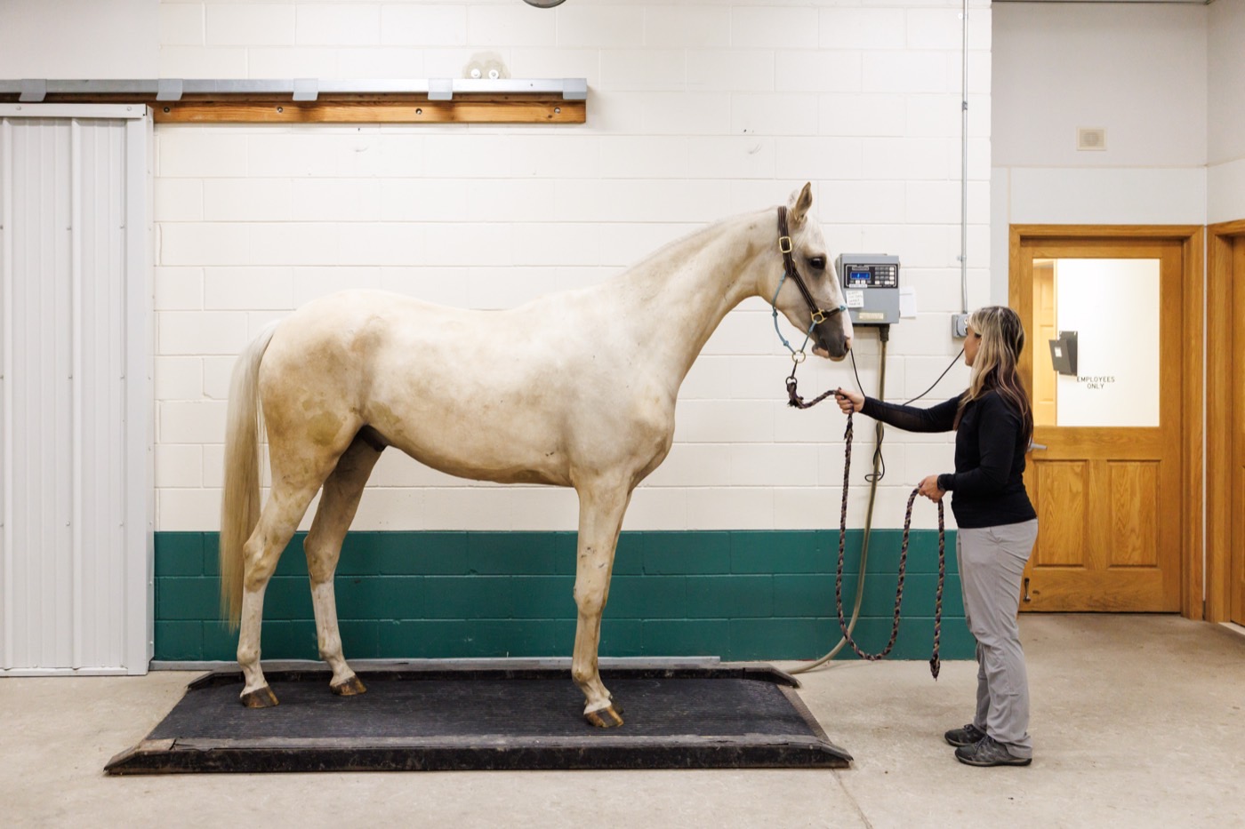 A horse standing on the floor weigh-scale in the hospital corridor