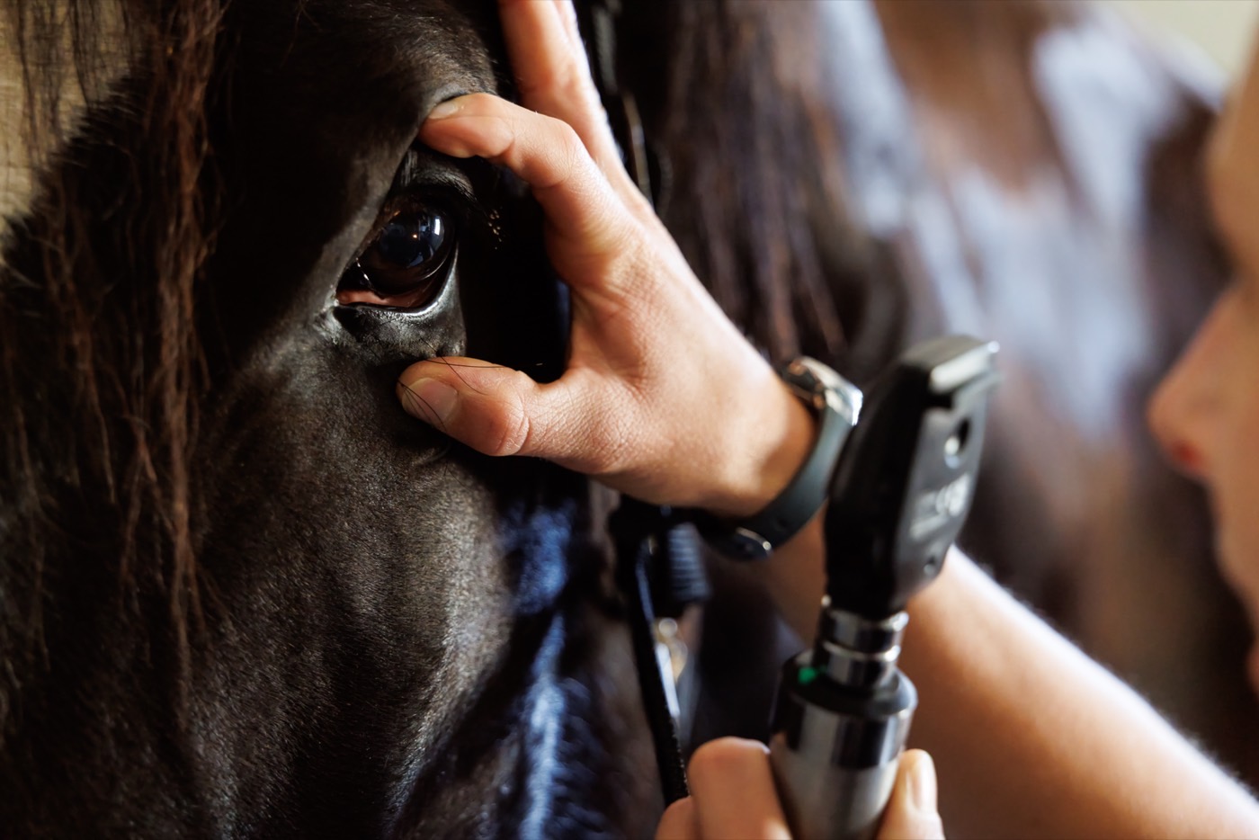 Holding open a horse&rsquo;s eyelid to examine the eye