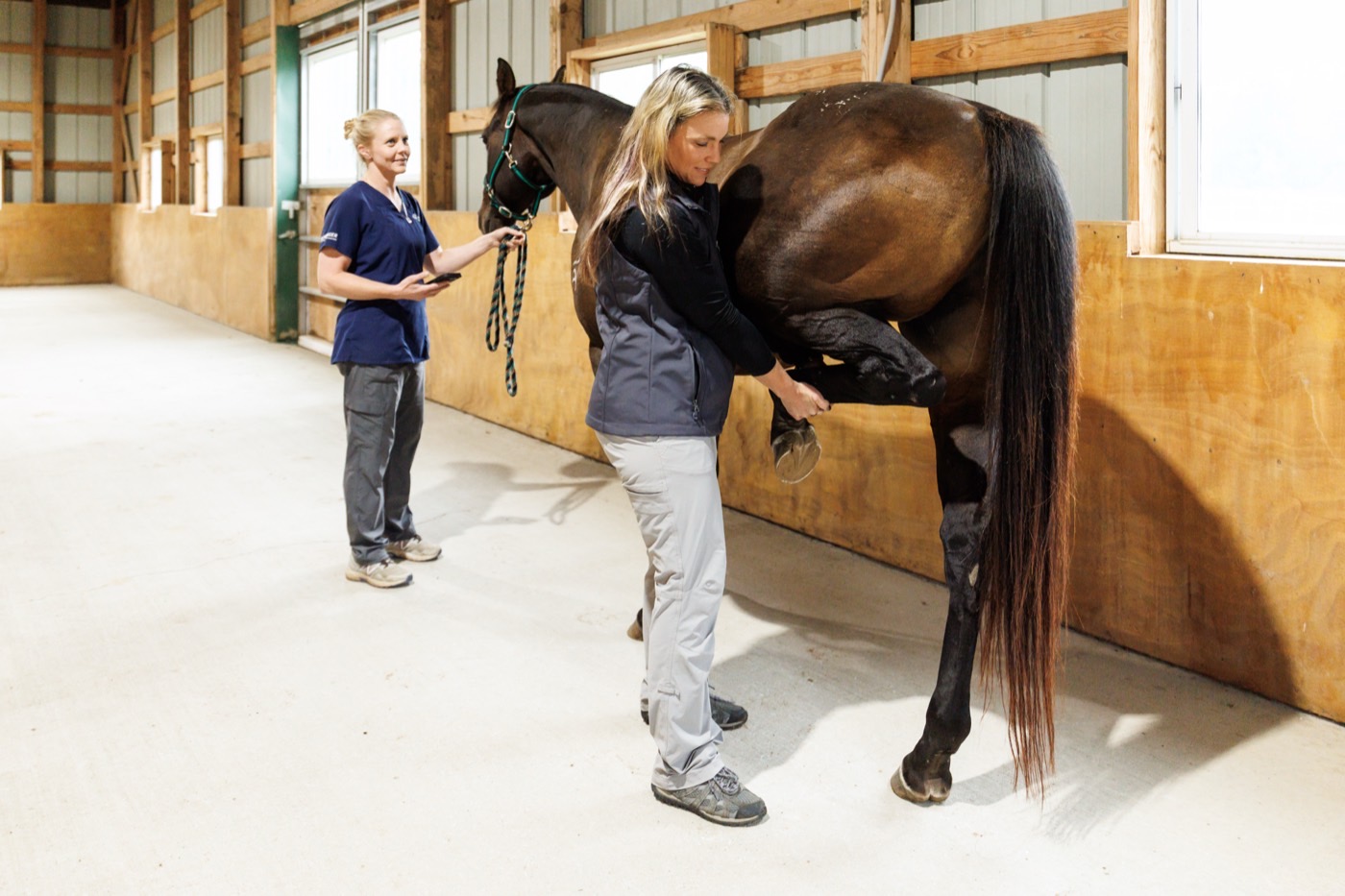A flexion test being performed on a horse’s hind leg