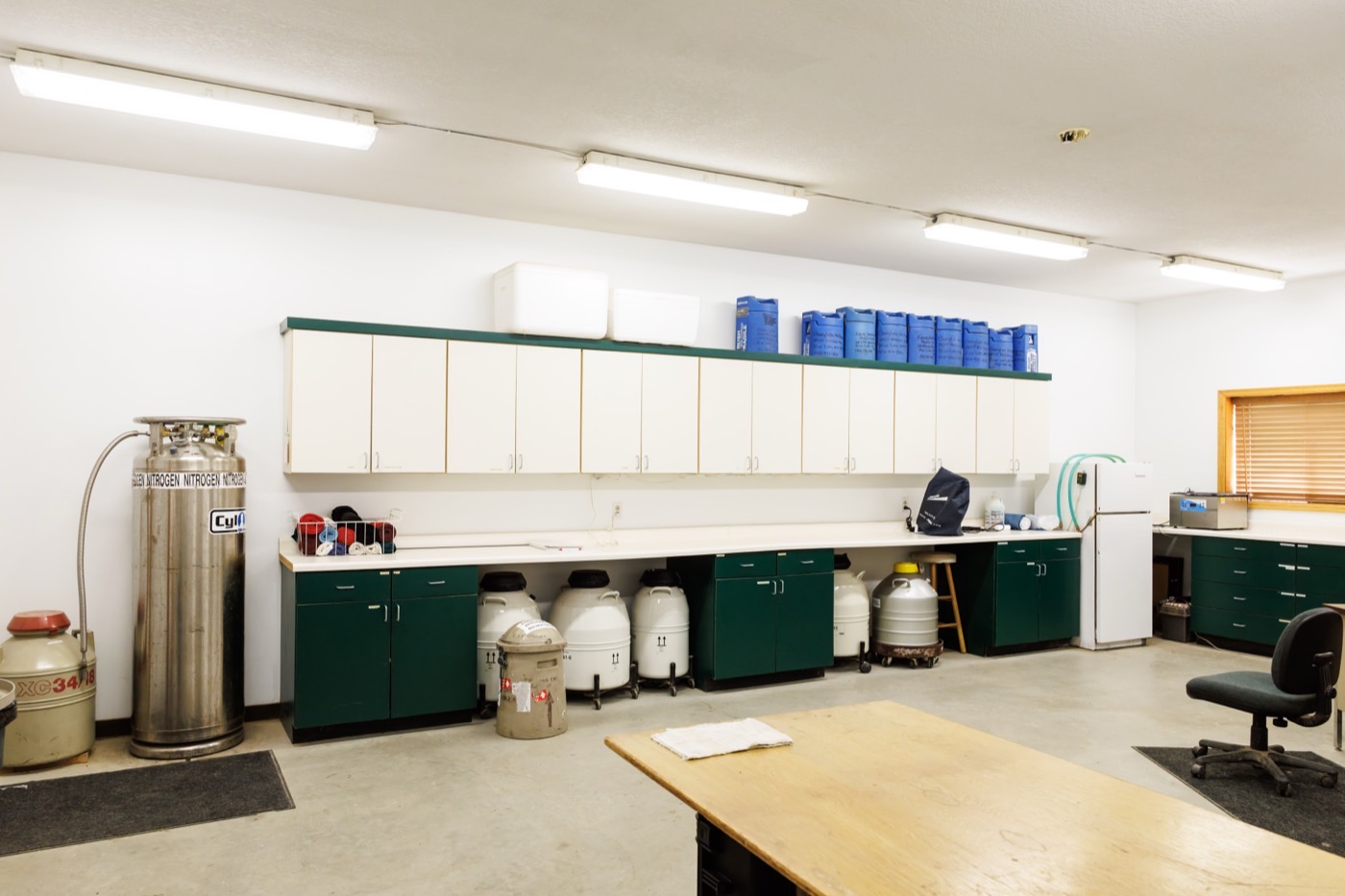 The liquid-nitrogen tanks used for frozen semen storage