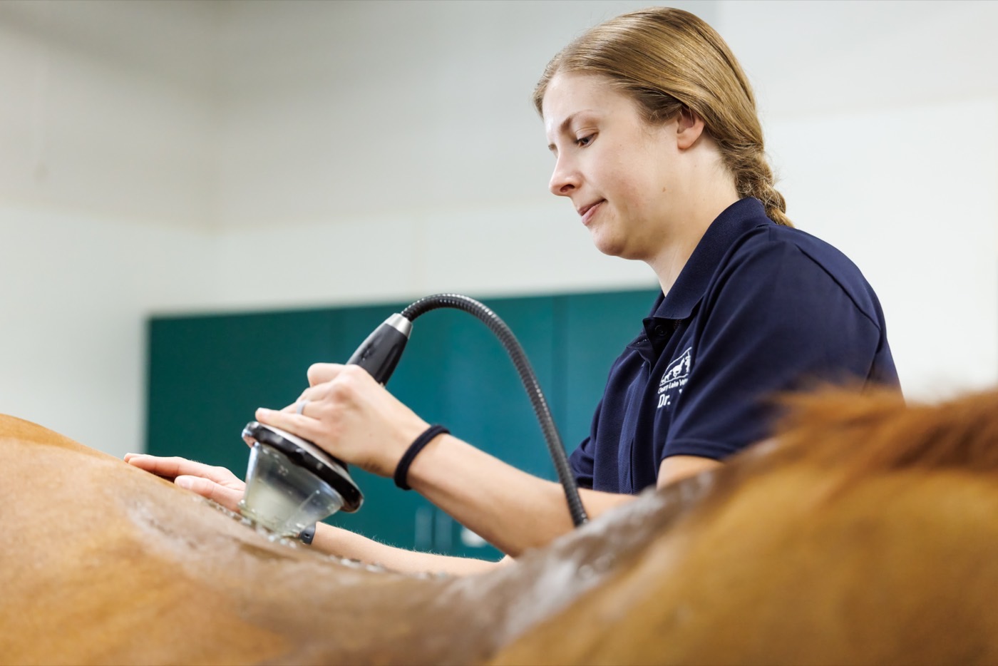 A veterinarian steadying the shockwave applicator against a horse&rsquo;s back